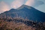felled trees by the blast, ridge, mountain peak, forest, NNTV02P04_17.0935