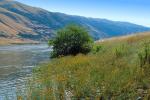 Columbia River, desert, water, tree, grass