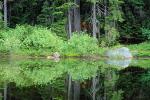 Reflecting Trees, lake, pond, reflection, woodland, forest, water, rock, boulder, NNTV02P14_04.0936