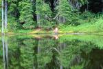 Reflecting Trees, lake, pond, reflection, woodland, forest, water, NNTV02P14_05.0936