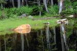 Reflecting Trees, lake, pond, reflection, woodland, forest, water, rock, boulder, NNTV02P14_06.0936