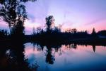 Forest, Lake, wetlands, trees, woodland, Blaine Washington, water, NNTV03P03_13.0936