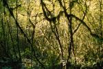 Hoh Rainforest, moss, mossy, trees, NNTV03P04_14.0936
