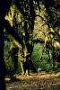 Hoh Rainforest, moss, mossy, trees, woodlands, NNTV03P04_15.0936