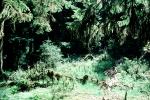 Hoh Rainforest, trees, forest, woodland, moss, mossy, NNTV03P11_13