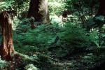 Hoh Rainforest, trees, forest, woodland, moss, mossy, NNTV03P11_14