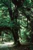 Hoh Rainforest, trees, forest, woodland, moss, mossy, NNTV03P11_15