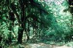 Hoh Rainforest, trees, forest, woodland, moss, mossy, NNTV03P11_16