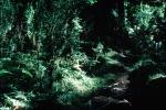 Hoh Rainforest, trees, forest, woodland, moss, mossy, NNTV03P11_19