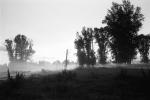 Early Morning Mist, Fog, Trees, Snake River Ranch, NNWPCD0651_042
