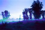 Early Morning Fog, Trees, Snake River Ranch, Jacksonhole, Wilson, NNWPCD0651_042B