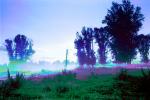 Early Morning Fog, Trees, Snake River Ranch, Jacksonhole, Wilson