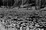 Pond, Lily Pads, toadstools, NNYPCD3348_029