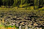 Pond, Lily Pads, toadstools, NNYPCD3348_029B