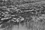 Pond, Lily Pads, toadstools, NNYPCD3348_032