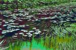 Pond, Lily Pads, toadstools, NNYPCD3348_032C