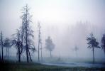 Geothermal Activity, fog, trees, eerie, NNYV04P07_14