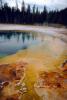 Extremophile, trees, Geyser, Geothermal Feature, activity