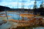 Dead Trees, Hot Spring, Geothermal Feature, activity