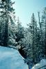 Trees, Forest in the Snow, NNYV05P14_12