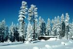Trees, Forest in the Snow, building