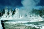 Trees, Forest in the Snow, Geothermal Feature, Snow, Steam, Hot Pools, Springs, Hot Spring, activity, geochemically extreme conditions