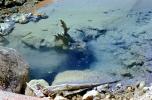 Madison Junction, Hot Spring, Bubbles, Hot Ponds, geothermal feature, activity