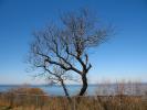 Bare Trees, Long Island, NOCD01_062