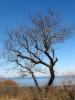 Bare Trees, Long Island, NOCD01_063