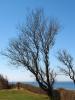 Bare Trees, Long Island, NOCD01_064