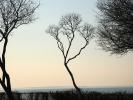 Bare Trees, Long Island, NOCD01_065