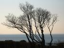 Bare Trees, Long Island, NOCD01_069