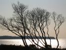 Bare Trees, Long Island, NOCD01_070