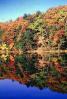 Forest, Woodlands, Trees, Reflection, autumn