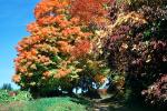 autumnDirt Road, Trees, unpaved, autumn, NOCV01P03_17