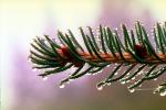 Pine needles, dew drops