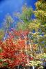 Fall Colors, Autumn, trees, forest, woodlands