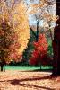 Fall Colors, Trees, Leaves, autumn, forest, woodlands