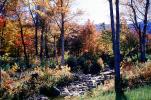 Forest, Woodlands, Trees, Hills, River, autumn