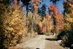 Dirt Road, Forest, Woodlands, Trees, Autumn, unpaved, NOEV01P06_08