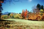 Forest, Woodlands, Trees, Field, Mountain, autumn