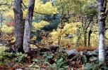 Woodland, Forest, Trees, Rocks, autumn, NOEV01P06_18