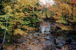 Woodland, Forest, Trees, River, Rocks, Stream, autumn, NOEV01P07_16