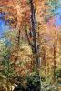 Fall Colors, Autumn, Trees, Vegetation, Flora, Plants, Woods, Forest, Exterior, Outdoors, Outside, Woodlands, NOEV01P08_01