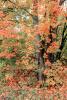 Fall Colors, Autumn, Trees, Vegetation, Flora, Plants, Woods, Forest, Exterior, Outdoors, Outside, Woodlands, NOEV01P08_02