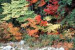 Fall Colors, Autumn, Trees, Vegetation, Flora, Plants, Colorful, NOEV01P09_05