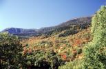 Forest, Woodlands, Trees, Colorful, fall colors, hillside, mountain, autumn, NOEV01P10_03