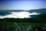 Valley, Fog, early morning, Forest, trees, woodland, mountains, NOEV01P10_13