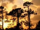 Sunset, Clouds, Trees, Fort Myers, Florida, NOFD01_011