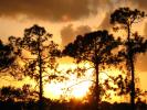 Sunset, Clouds, Trees, Fort Myers, Florida, NOFD01_013
